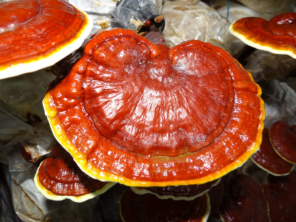 Spica ganotea, Ganoderma gyógygomba