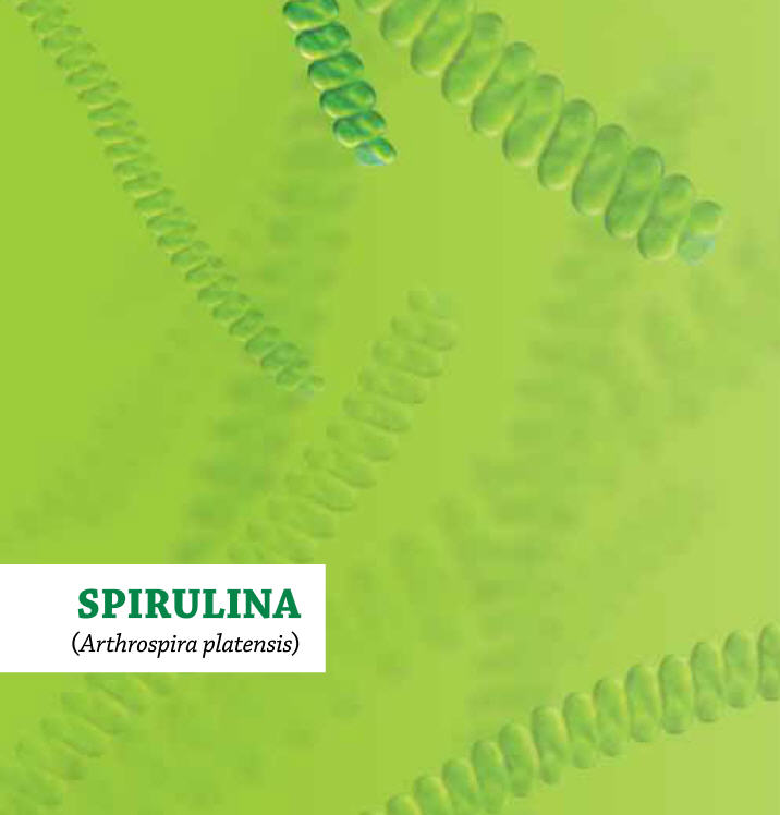 Spirulina platensis