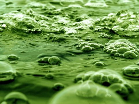 Spirulina alga a természet csodája.