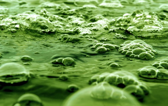 Spirulina alga a természet csodája.