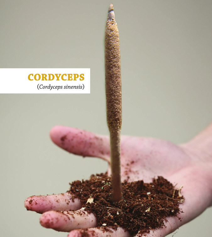 cordyceps sinensis, hernyógomba