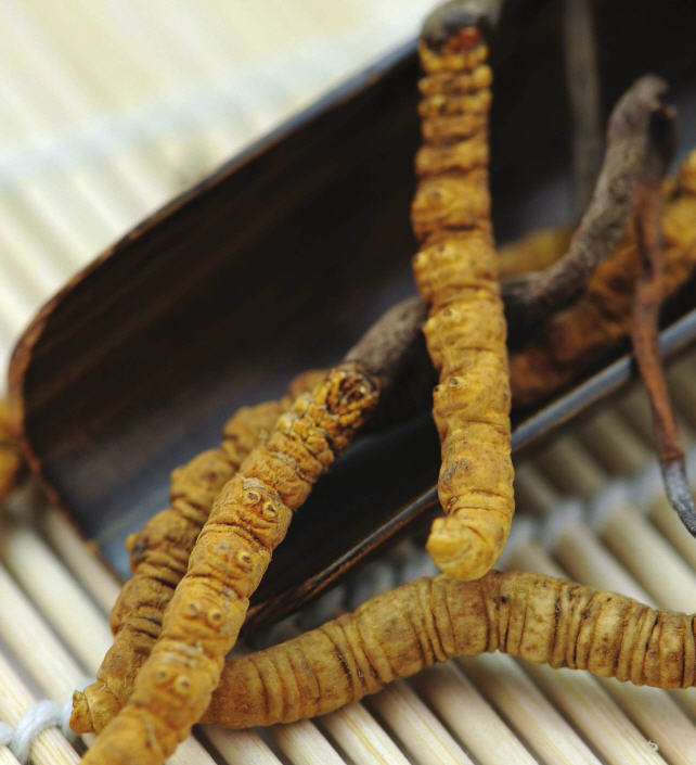 cordyceps, kínai hernyógomba