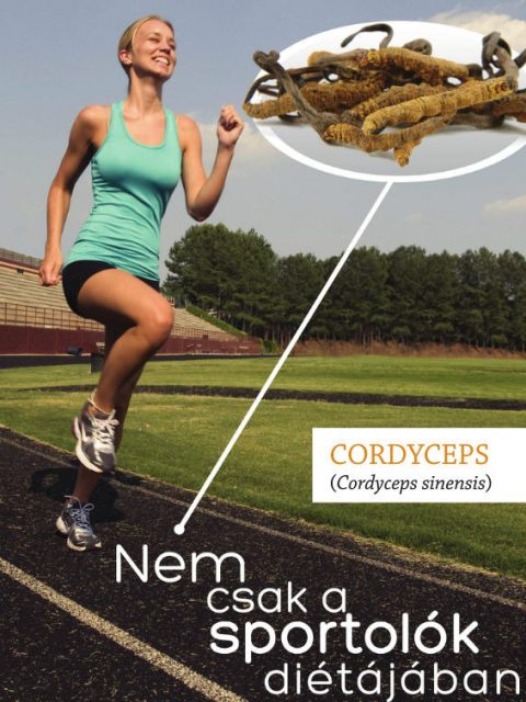 cordyceps és a sport