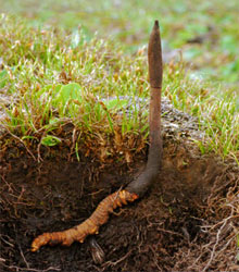 cordyceps, kínai hernyógomba