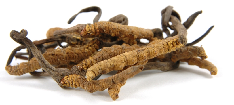 cordyceps sinensis