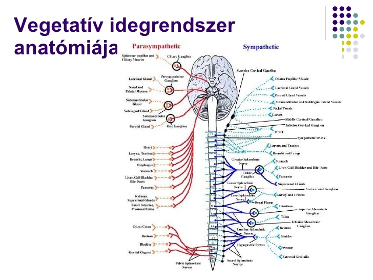 Idegrendszer.