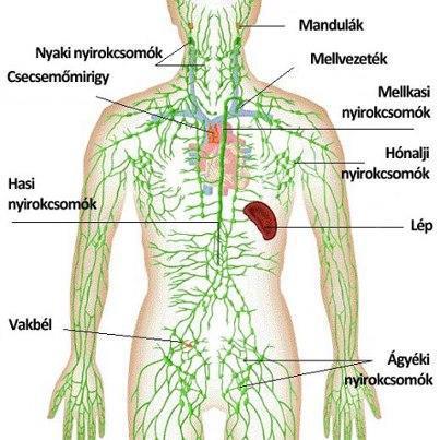 Nyirokhálózat.