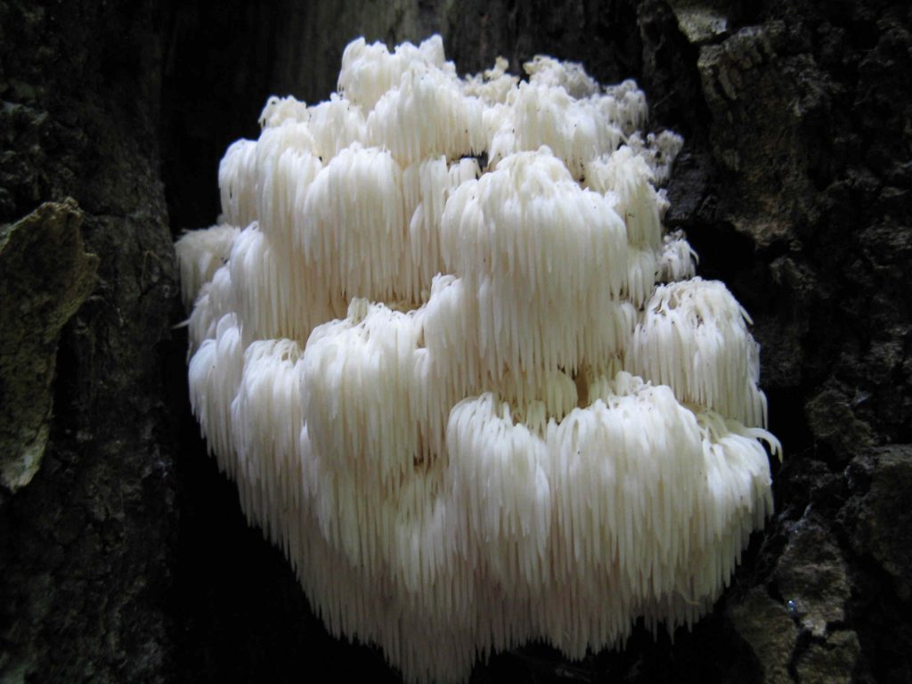 Oroszlánsörény gomba, Lion's Mane