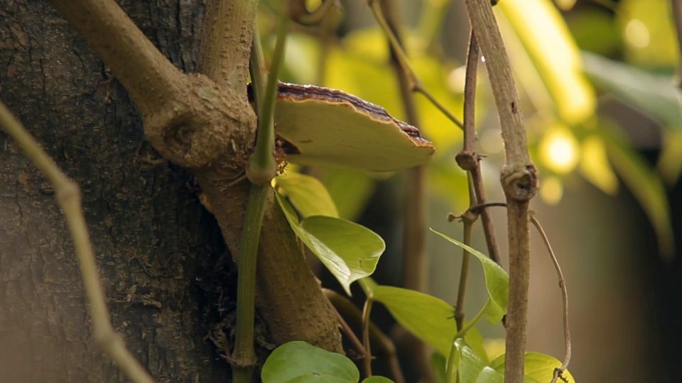 Vadon termő ganoderma